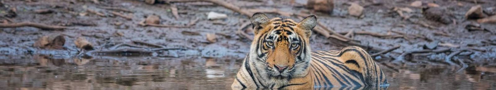Wildlife Tourism in Rajasthan: Ranthambore & Beyond