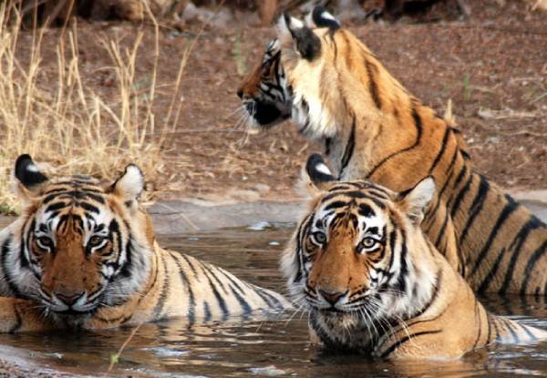 Wildlife Tourism in Rajasthan: Ranthambore & Beyond