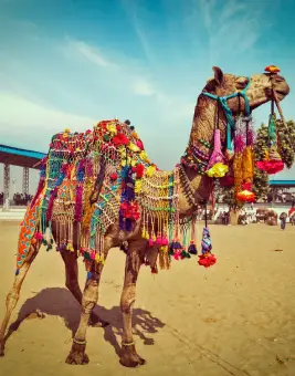 Pushkar Tour Packages