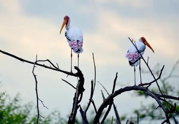 Bharatpur Bird Sanctuary (from Delhi)