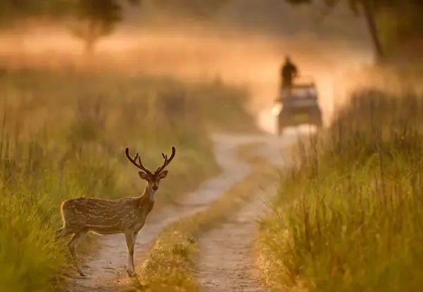 Nainital Jim Corbett Tour Package