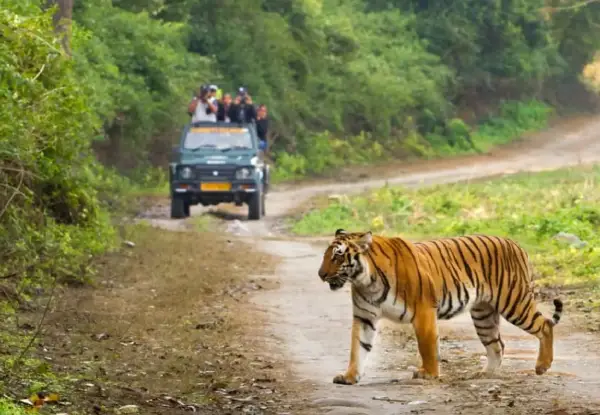 Jim Corbett Safari Package