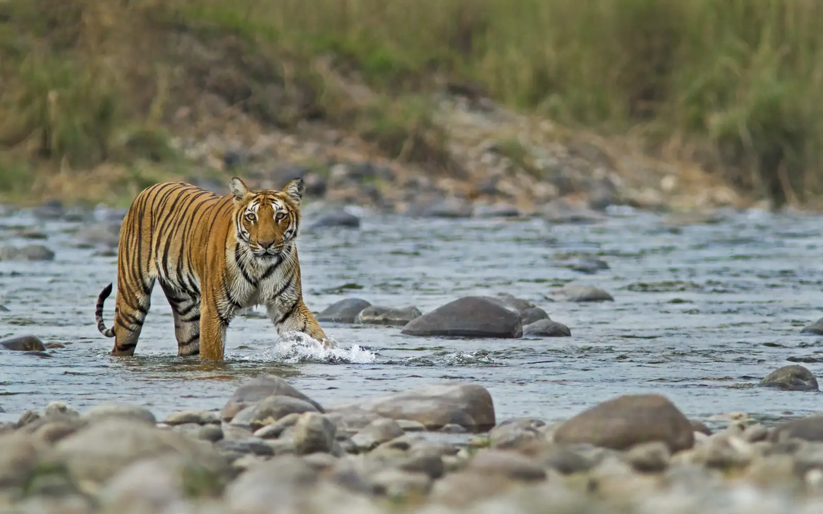 Jim Corbett MICE Tour