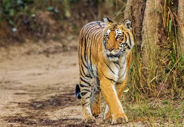 Discovering Jim Corbett National Park | Wildlife, Wonders, & Natural Splendours