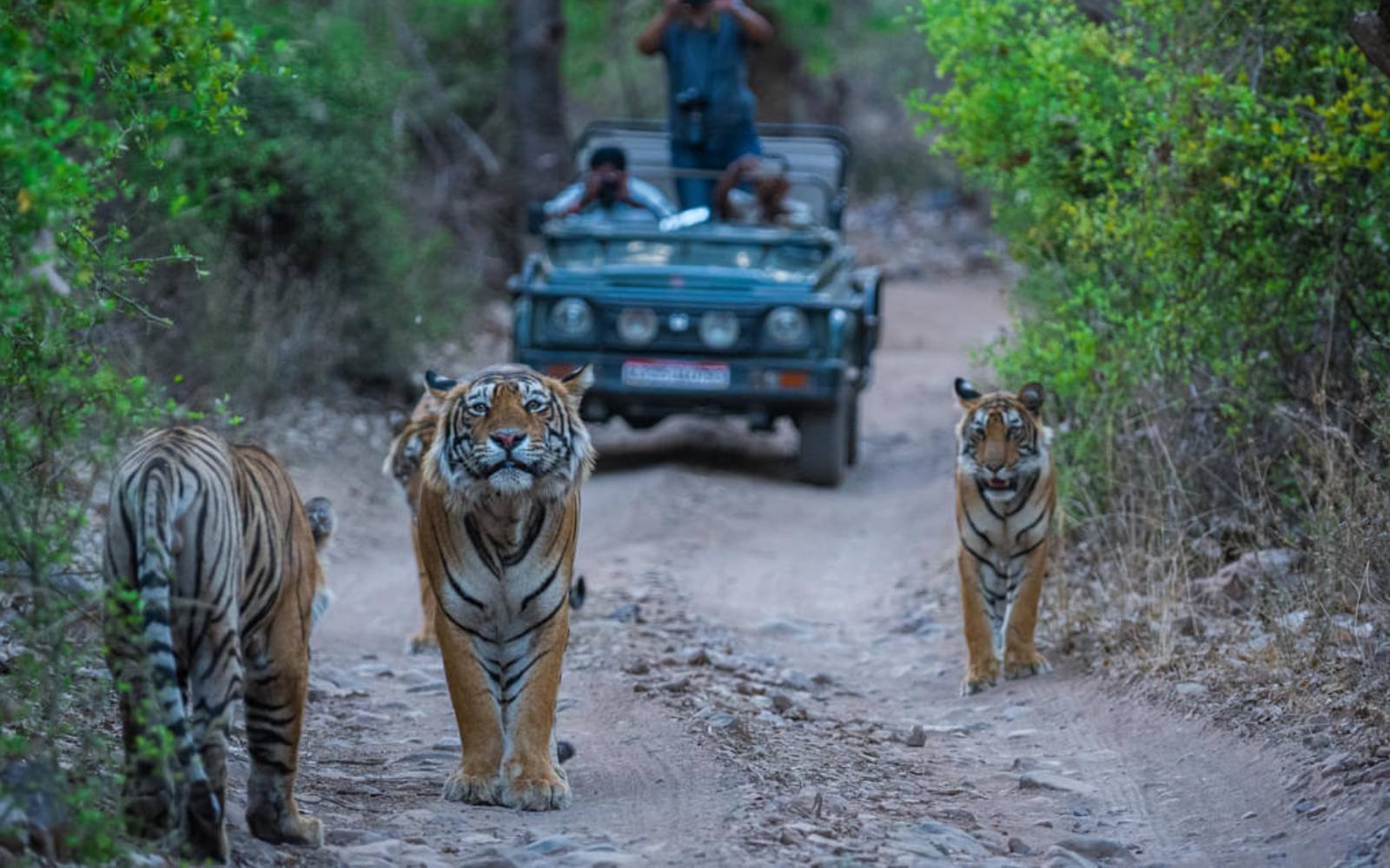 Discovering Jim Corbett National Park | Wildlife, Wonders, & Natural Splendours