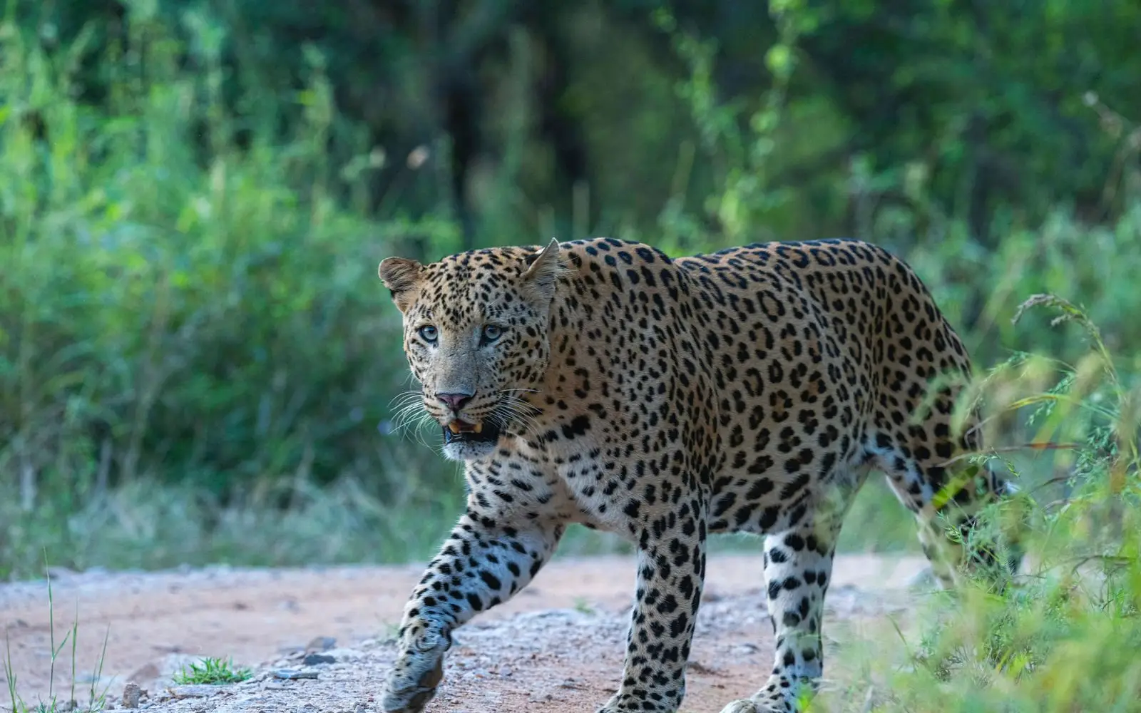 Jaipur Jhalana Leopard Safari Package - 1400/-PP