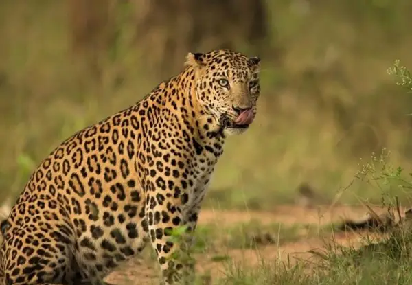 Jaipur Jhalana Leopard Safari Package - 1400/-PP