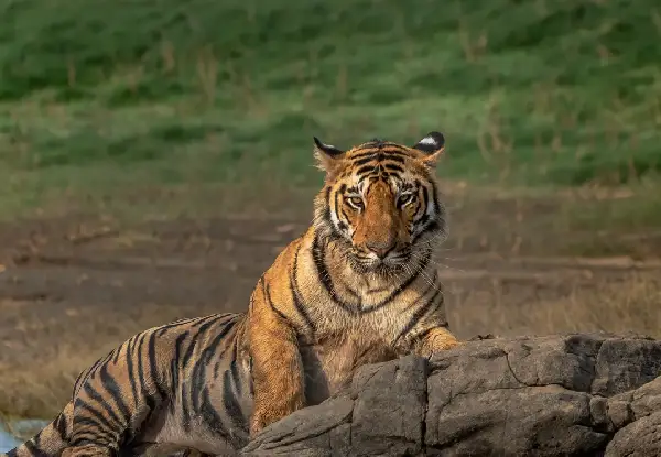 Highlights of Uttarakhand | From Temple Tales to Tiger Trails.