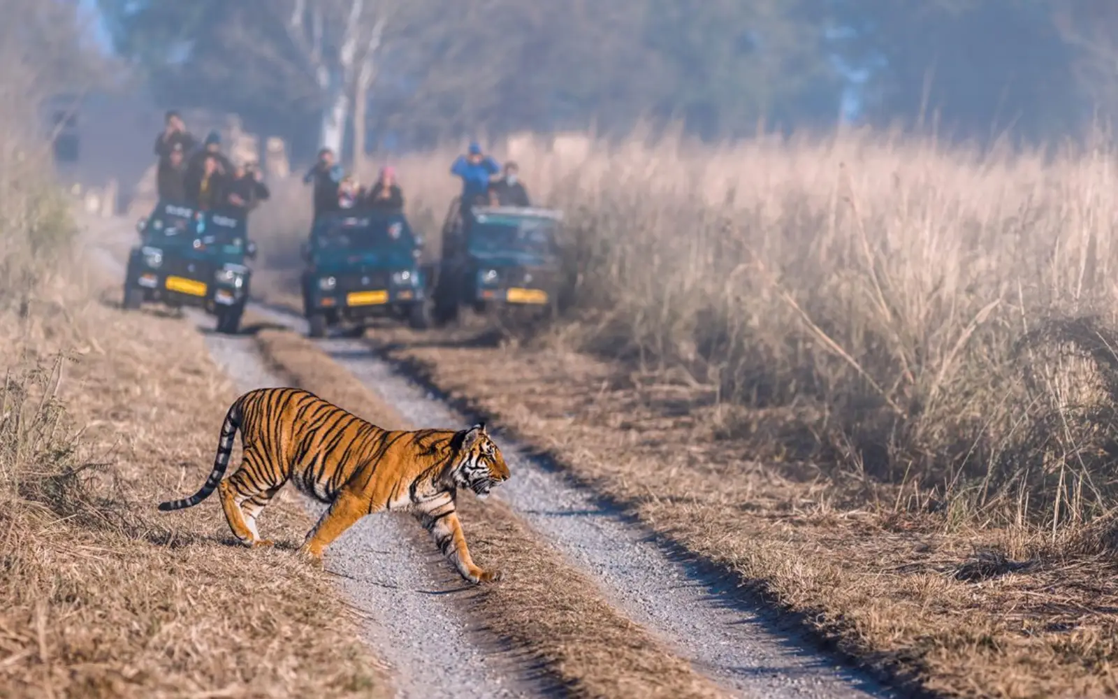 Highlights of Uttarakhand | From Temple Tales to Tiger Trails.