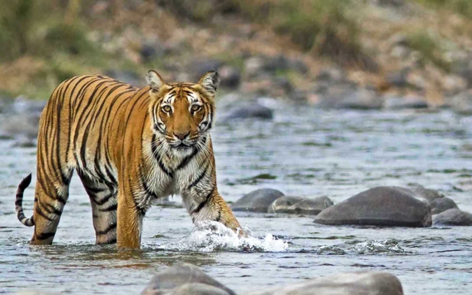 Exclusive Uttarakhand with Jim Corbett Safari