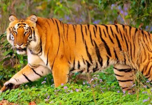 Explore Uttarakhand | Trail to the Wildlife