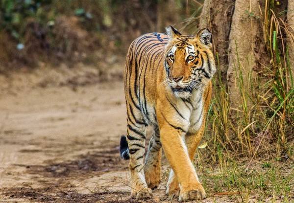 Glimpse of Jim Corbett National Park | A Memorable Vacation