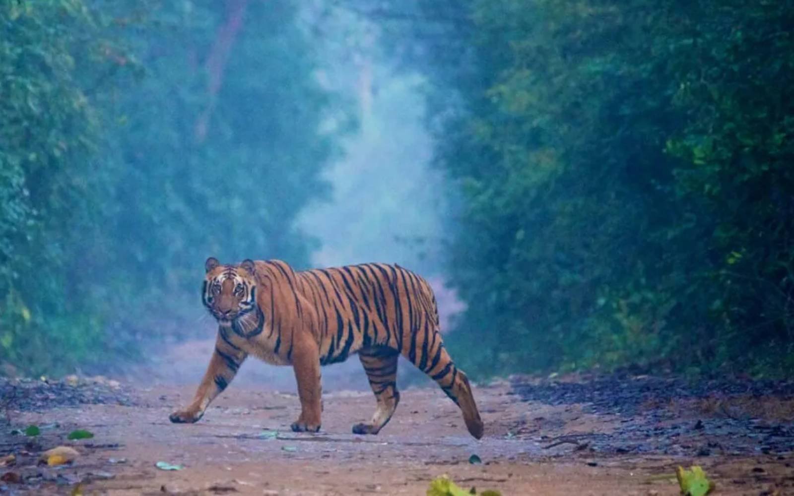 Glimpse of Jim Corbett National Park | A Memorable Vacation