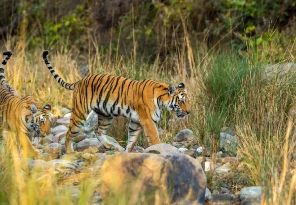 Tiger Tracking and Birdwatching Tour Corbett National Park