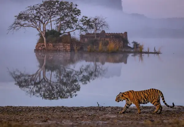 2 Days Ranthambore Private Tour.