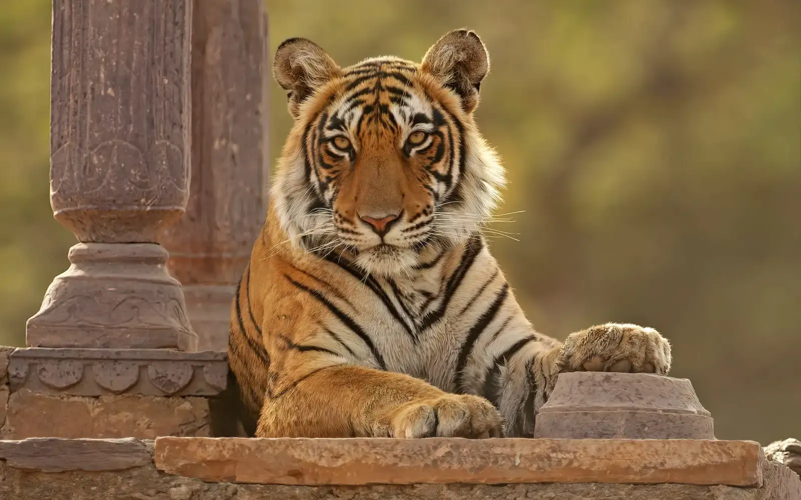 2 Days Ranthambore Private Tour.
