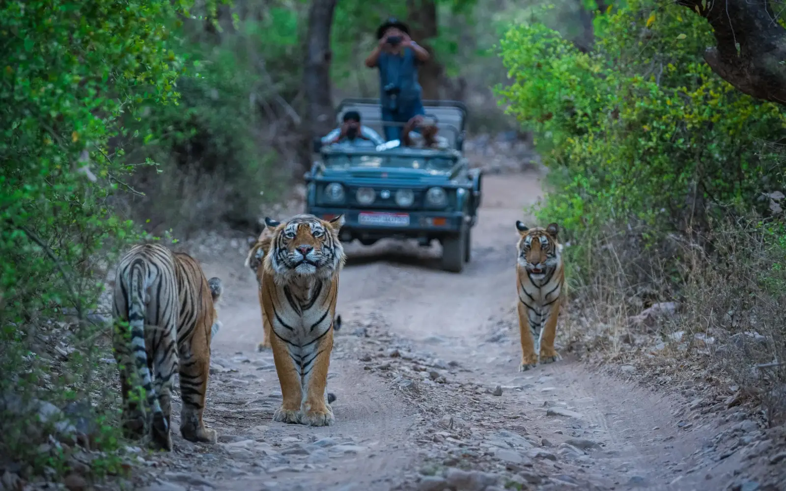 3 Days Ranthambore Private Tour