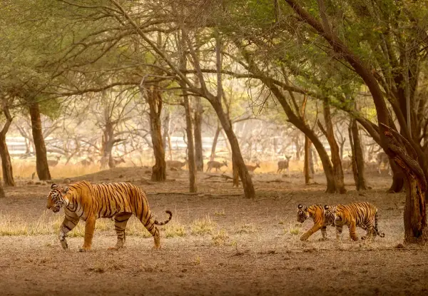3 Days Ranthambore Private Tour
