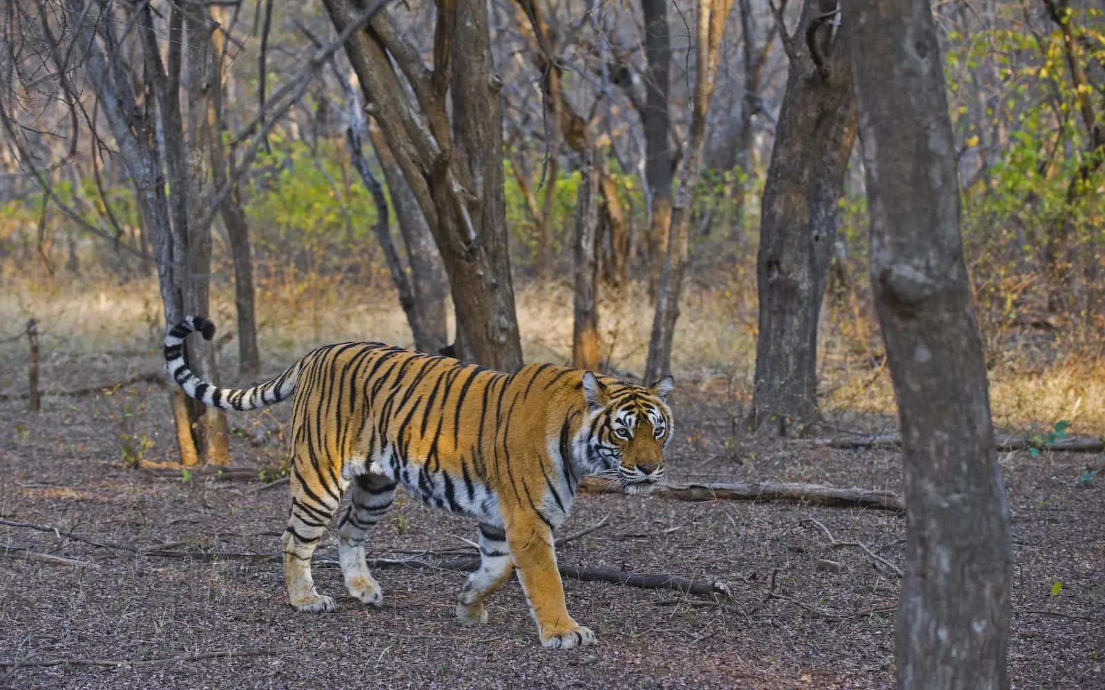 4 Days Ranthambore Private