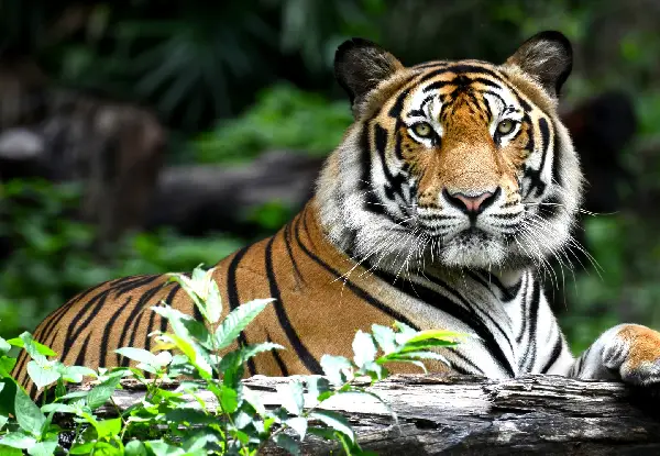 4 Days Ranthambore Private