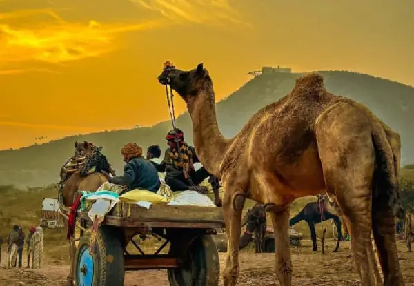5 Days Ajmer Pushkar private tour