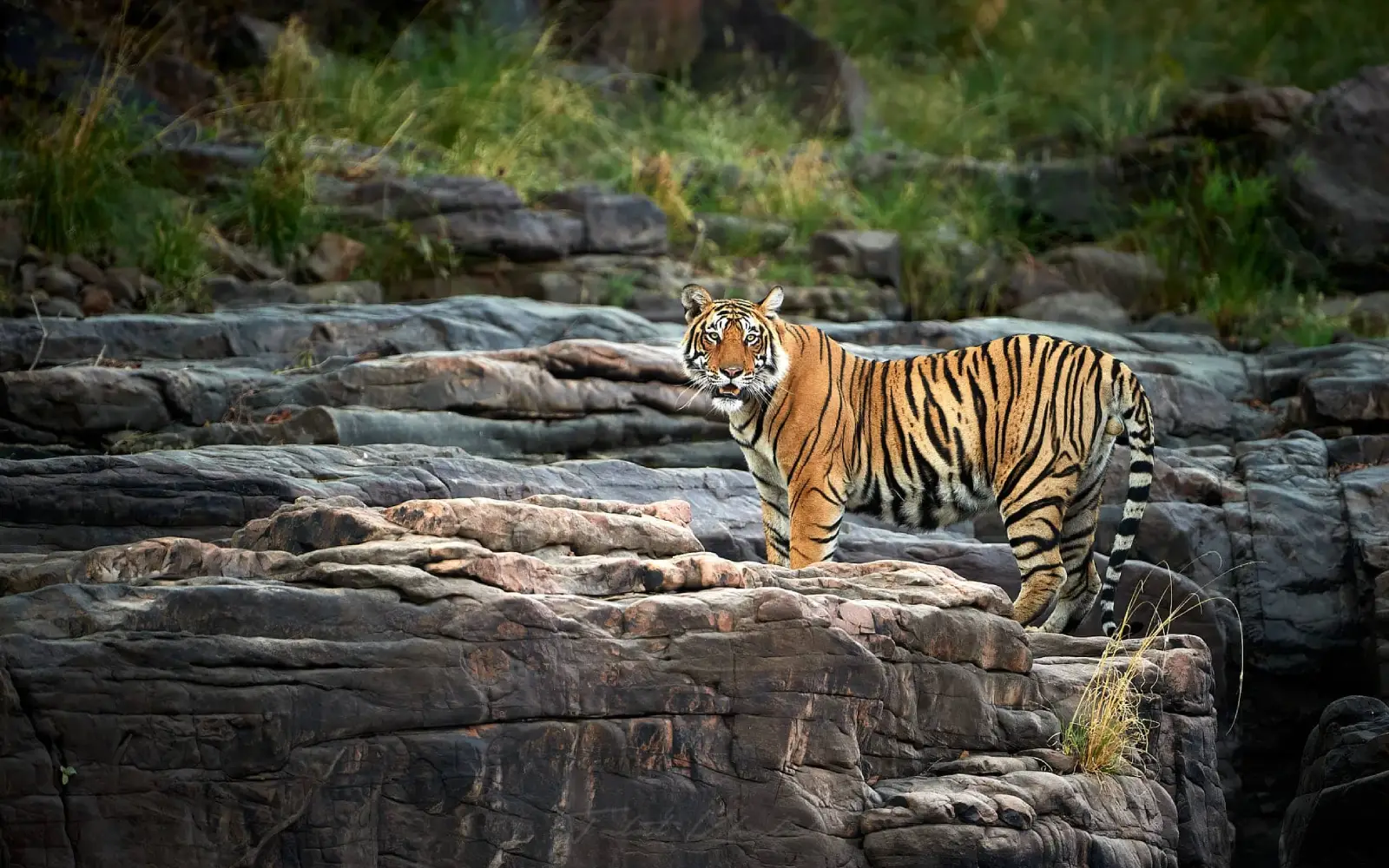 5 Days Ranthambore Private Tour