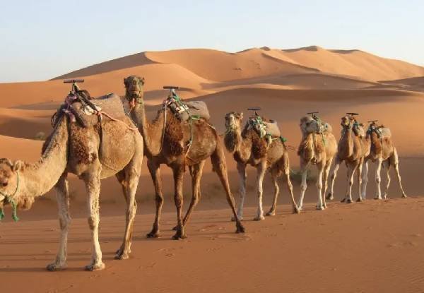 Rajasthan Tour Packages From Indore